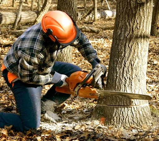Tree Removal in Mansfield, IL